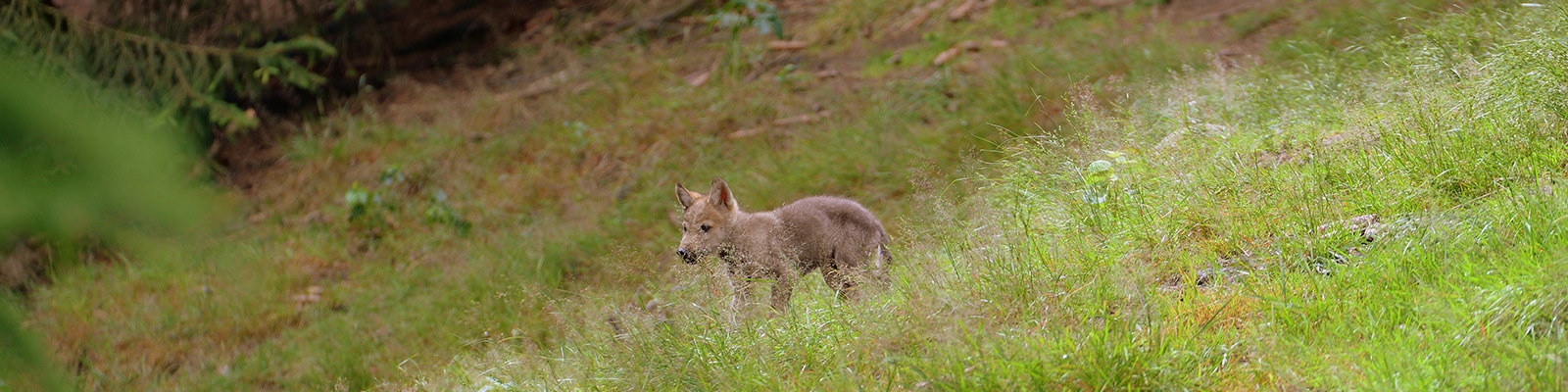 Junger Wolf auf einer Wiese