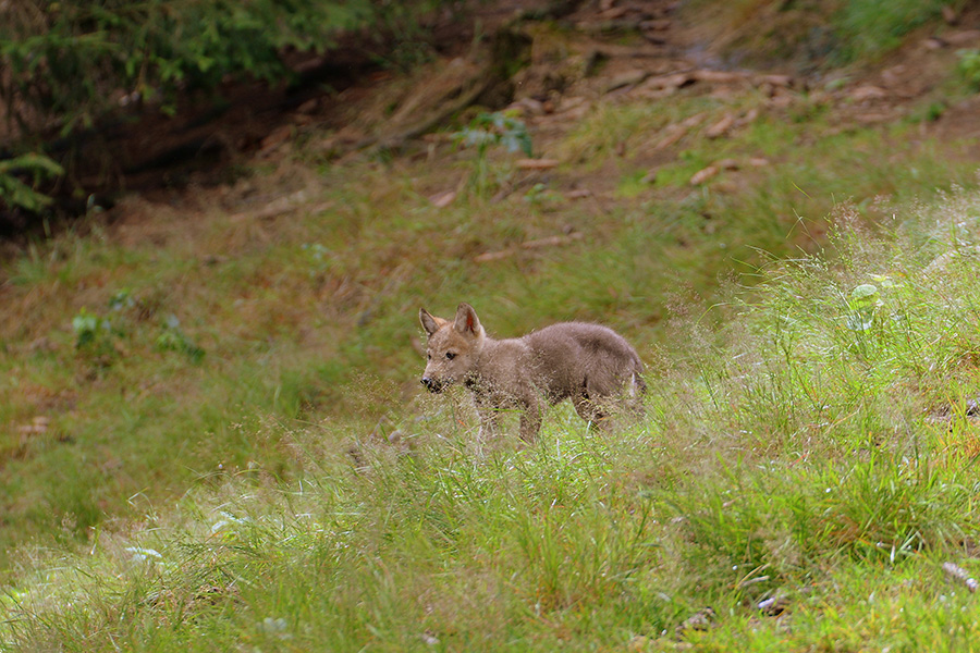 Junger Wolf auf einer Wiese