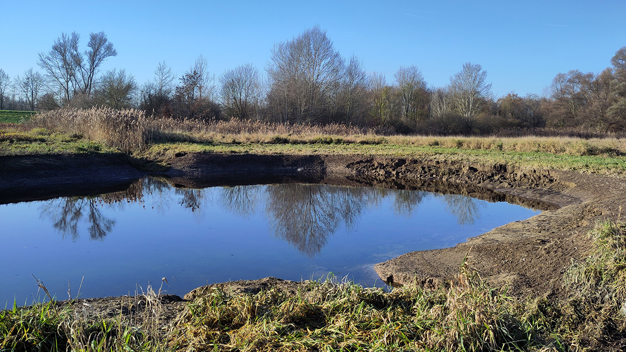 Neu angelegtes Amphibiengewässer bei Worms