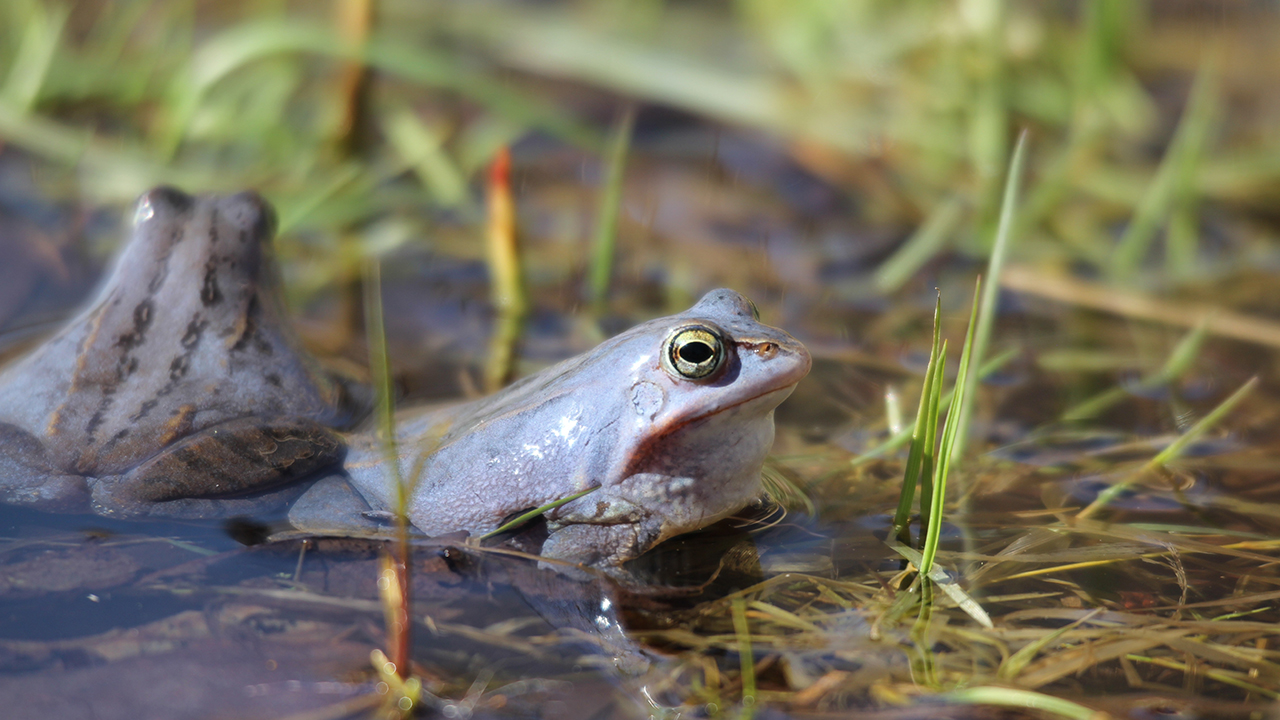 Moorfrösche