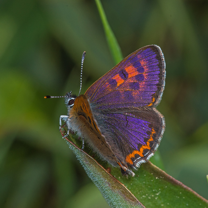 Blauschillernder Feuerfalter