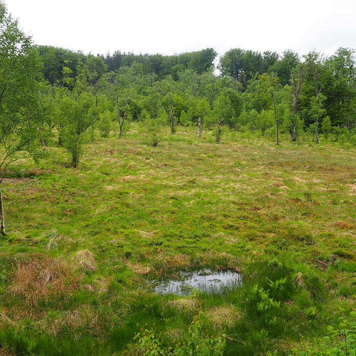 Moorlandschaft