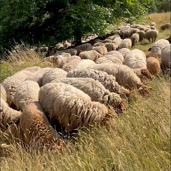 Schafherde