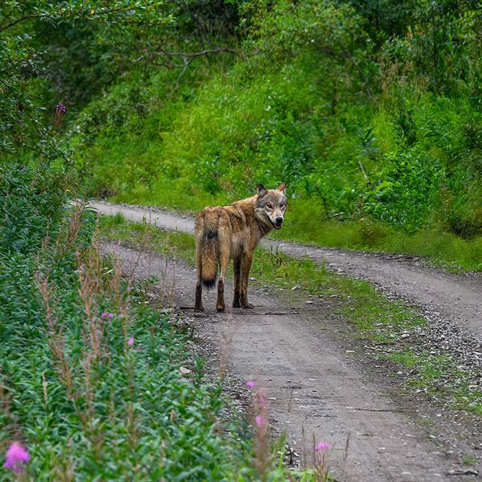 Wolf auf Weg