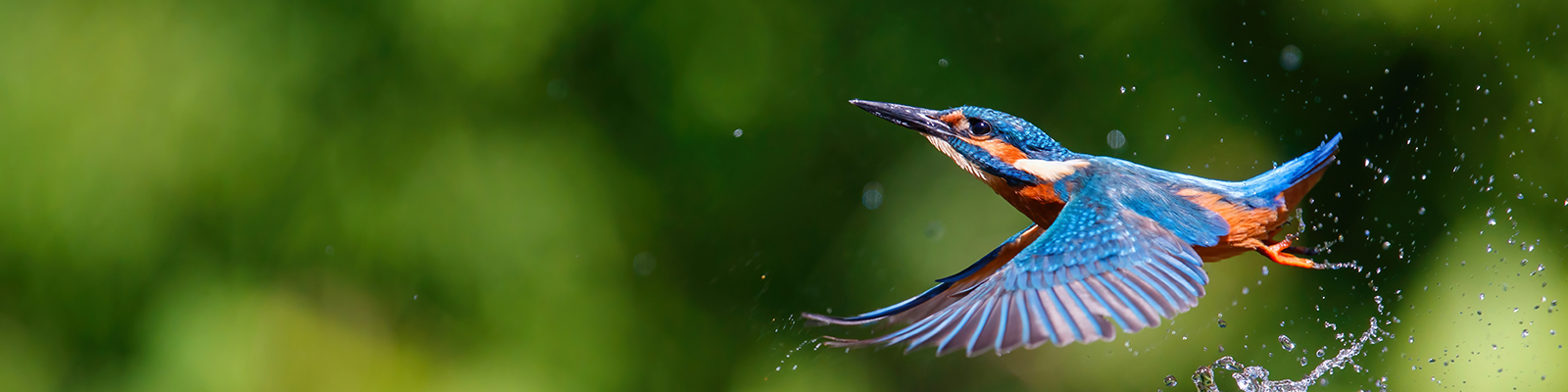 Eisvogel