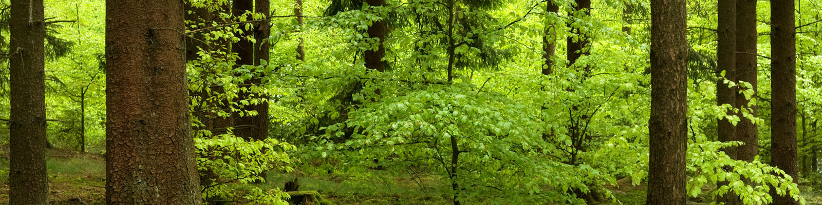 Wald im Frühling