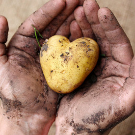 Zwei offenen Hände halten eine Kartoffel, die die Form eines Herzens hat