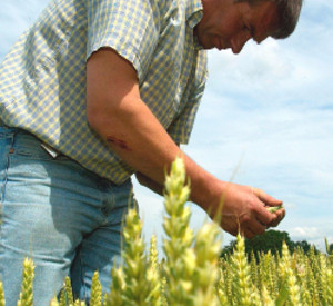 Landwirt im Getreidefeld