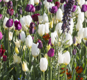 Blumen auf der Landesgartenschau. Foto: Reiner Voss / © Staatskanzlei