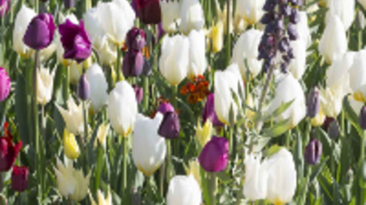 Blumen auf der Landesgartenschau. Foto: Reiner Voss / © Staatskanzlei Blumen auf der Landesgartenschau. Foto: Reiner Voss / © Staatskanzlei