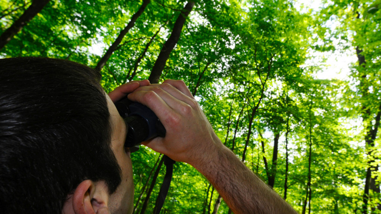 Forscher  im Laubwald mit Fernglas