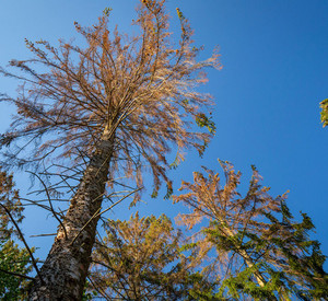 Baum mit Borkenkäferbefall