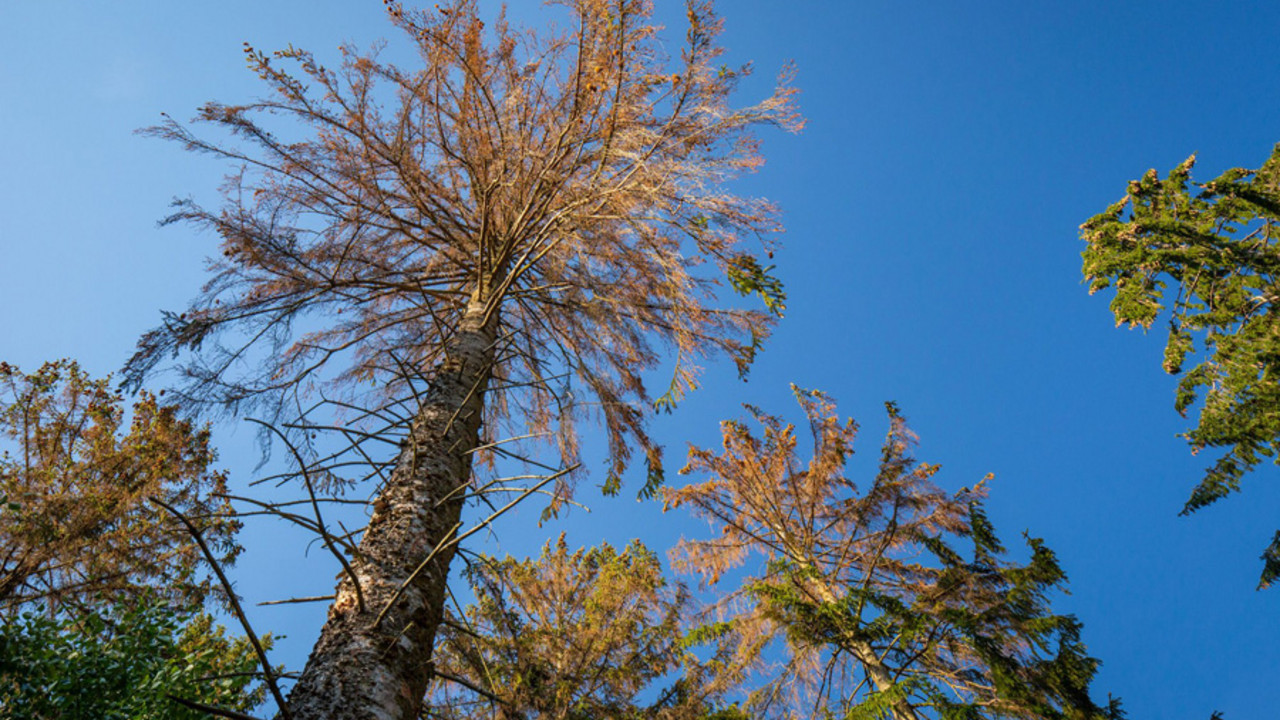 Baum mit Borkenkäferbefall