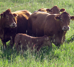 Kuhherde auf der Weide