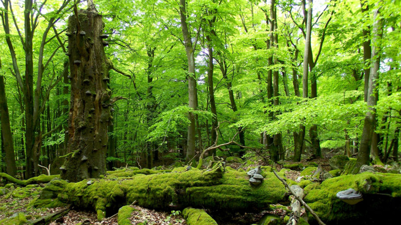 Nationalpark Hunsrück-Hochwald