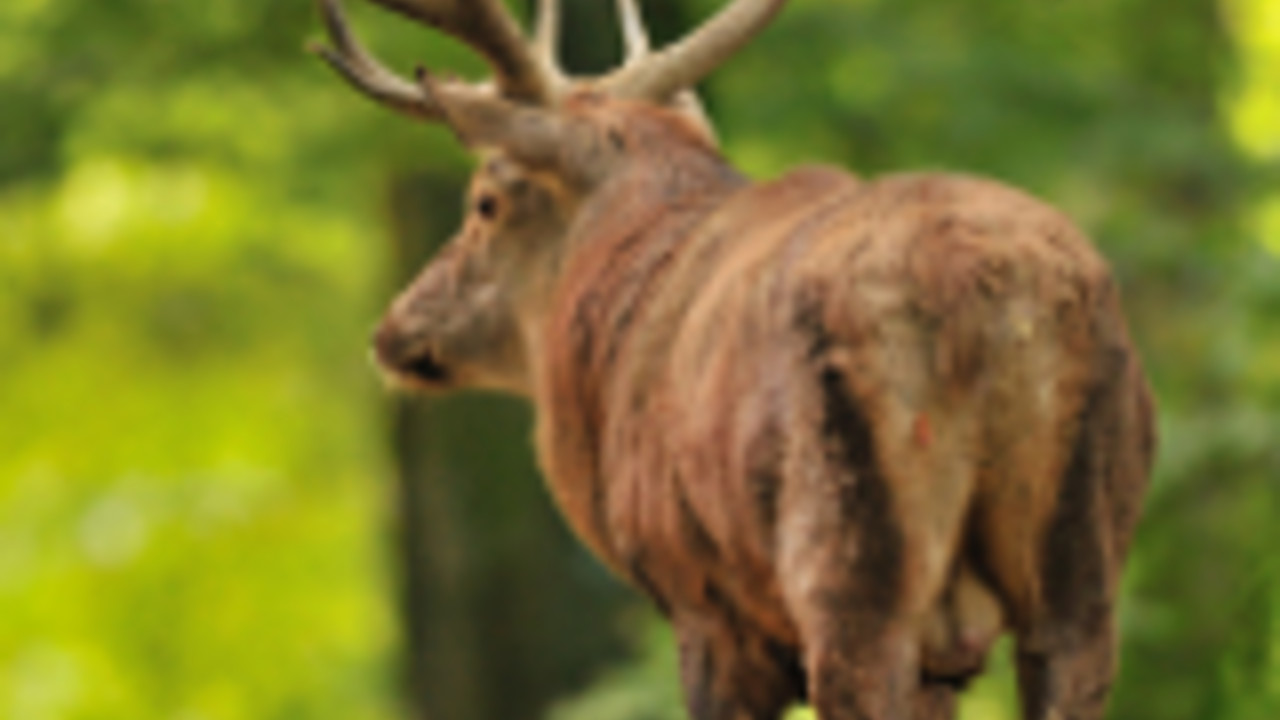 Hisch im Wald, Foto: Ingrid Lamour, Landsforsten RLP