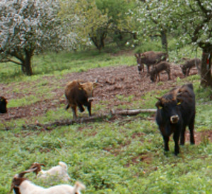 Beweidungsprojekt Gräfenhausen mit Rindern, Ziegen und Eseln