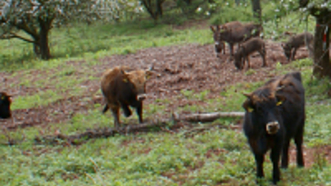 Beweidungsprojekt Gräfenhausen mit Rindern, Ziegen und Eseln Beweidungsprojekt Gräfenhausen mit Rindern, Ziegen und Eseln