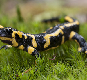 Feuersalamander