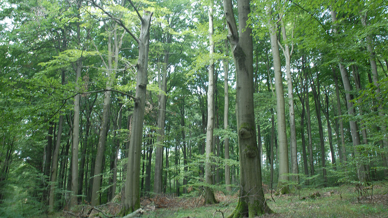 Buchen im Naturschutzgebiet Nauberg