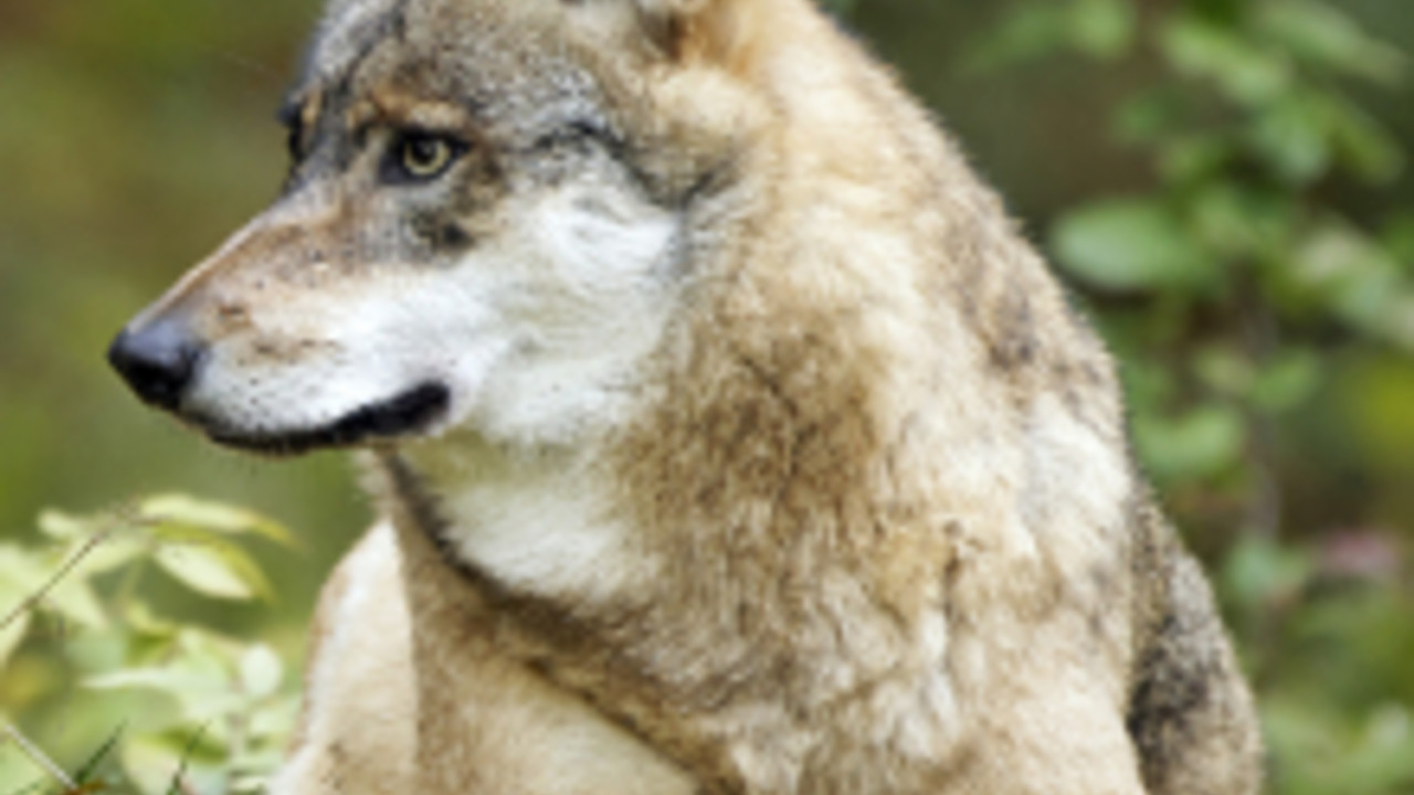 Wolf. Foto: fotolia.de