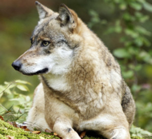 Wolf. Foto: fotolia.de