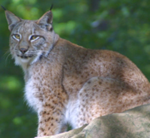 Luchs. Foto: Ditmar Hufschlag