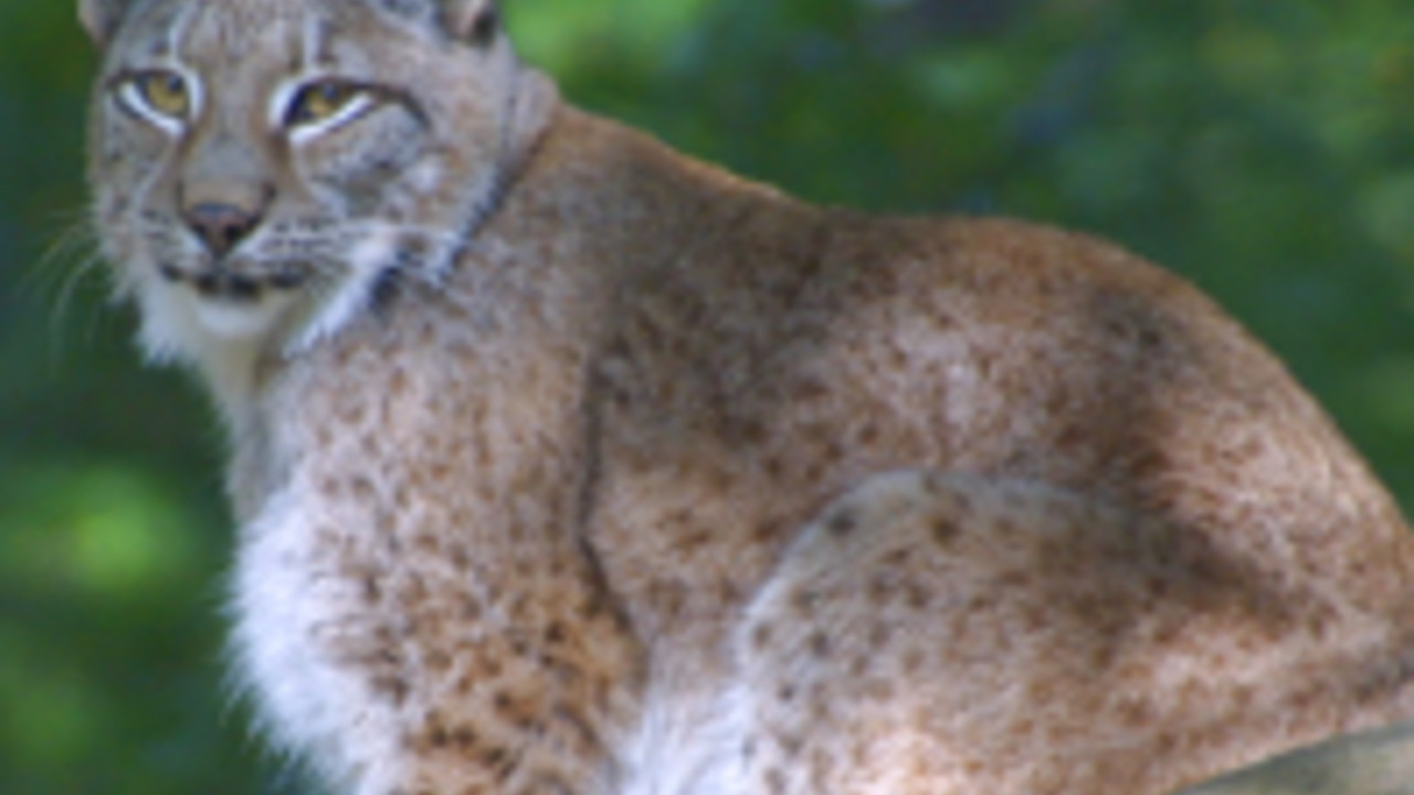 Luchs. Foto: Ditmar Hufschlag