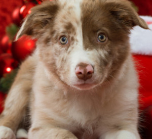 Hundewelpe unterdem Weihnachtsbaum. Foto: fotolia