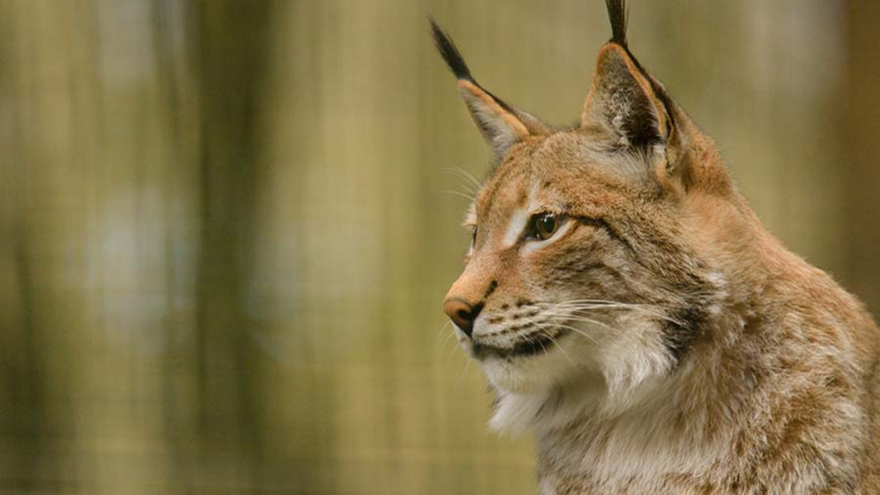 Luchs