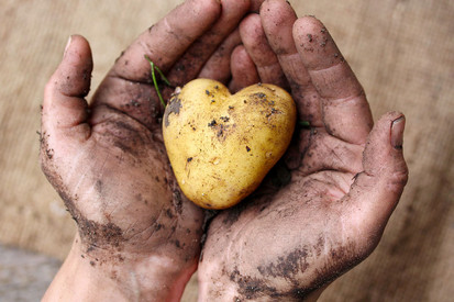 Hände halten eine Kartoffel