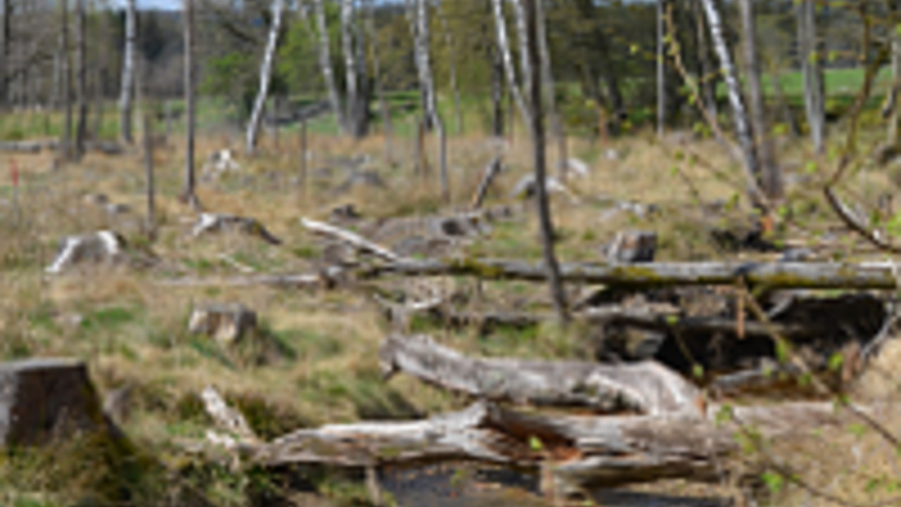 LIFE-Projekts „Entwicklung von Feucht- und Nasswäldern im Soonwald“