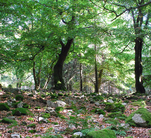 Naturwaldreservat