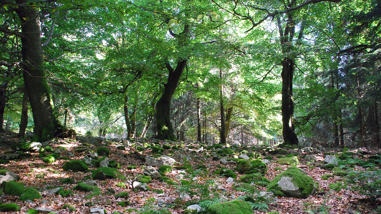 Naturwaldreservat