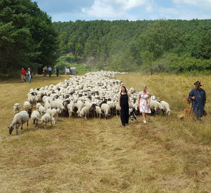 "Aktion Grün"-Sommertour: Umweltministerin Ulrike Höfken im Dahner Felsenland unterwegs mit einer Schafherde.