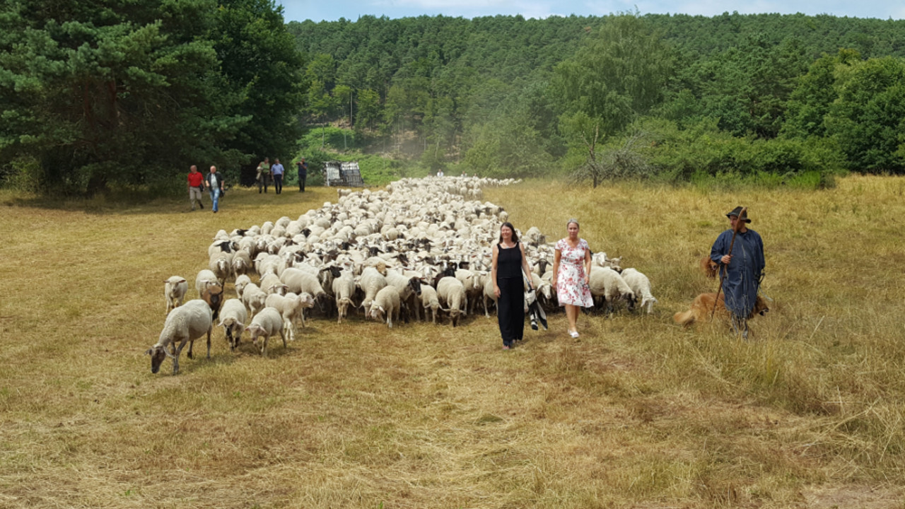 "Aktion Grün"-Sommertour: Umweltministerin Ulrike Höfken im Dahner Felsenland unterwegs mit einer Schafherde.
