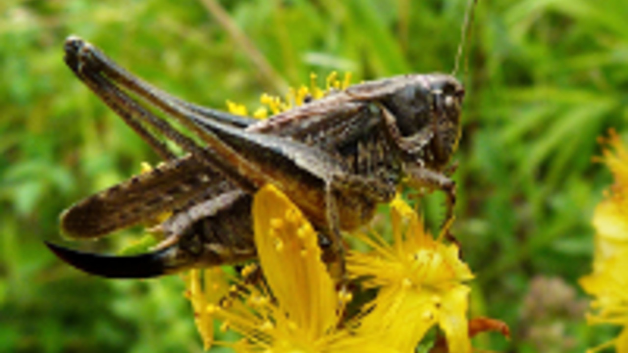 Heuschrecke Emde Platycleis, Foto: Stiftung Natur und Umwelt RLP Heuschrecke Emde Platycleis, Foto: Stiftung Natur und Umwelt RLP