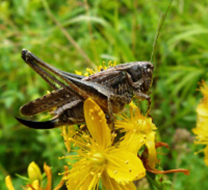 Heuschrecke Emde Platycleis, Foto: Stiftung Natur und Umwelt RLP