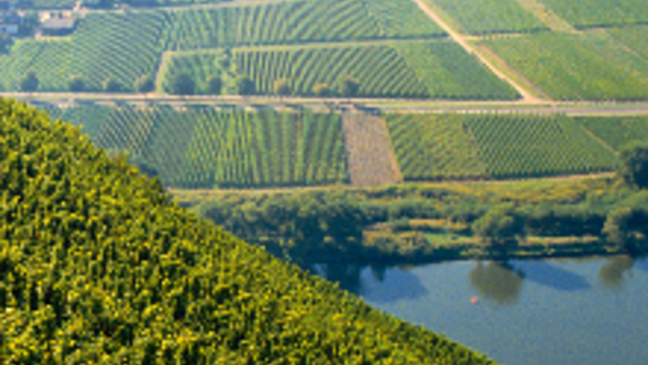 Weinberge an der Mosel