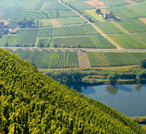 Weinberge an der Mosel