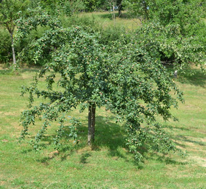 Streuobstwiese