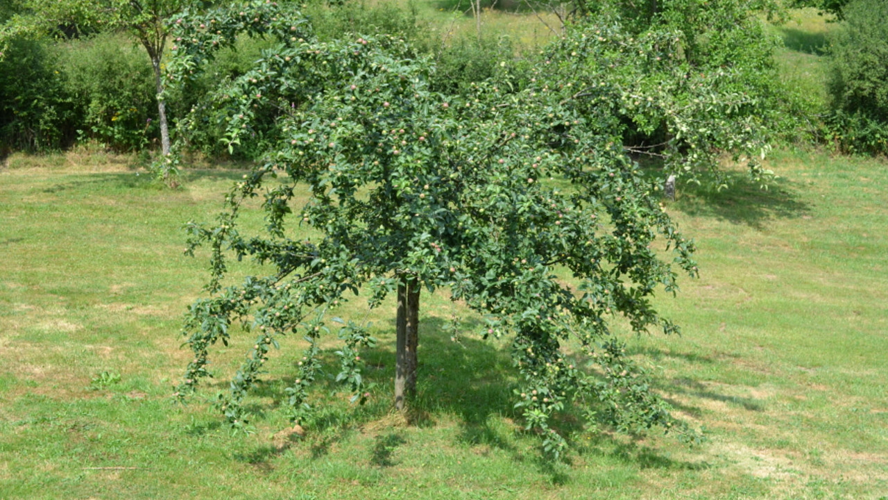 Streuobstwiese