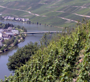 Steillagenweinbau an der Mosel. Foto: DLR
