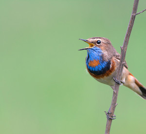 Blaukehlchen