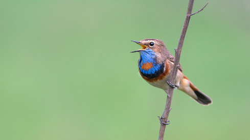 Katrin Eder: „Vogelzählungen liefern wissenschaftliche Datenbasis für effektiven Naturschutz“