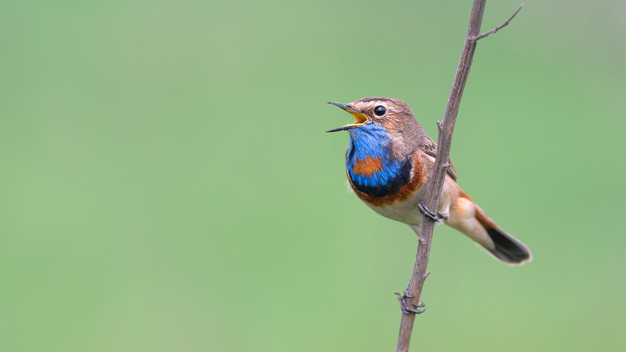 Blaukehlchen