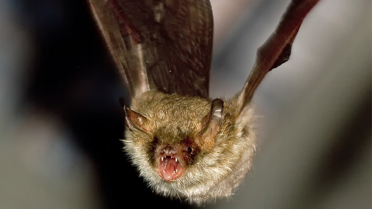 Fledermaus