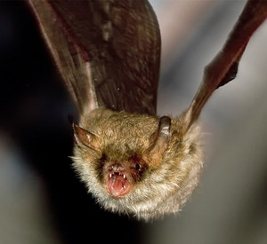 Fledermaus