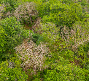 Wald im Klimastress