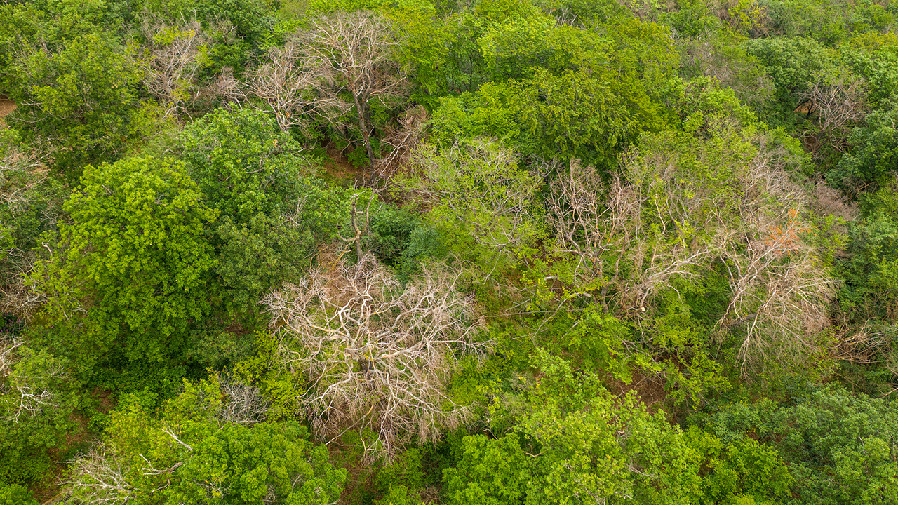 Wald im Klimastress